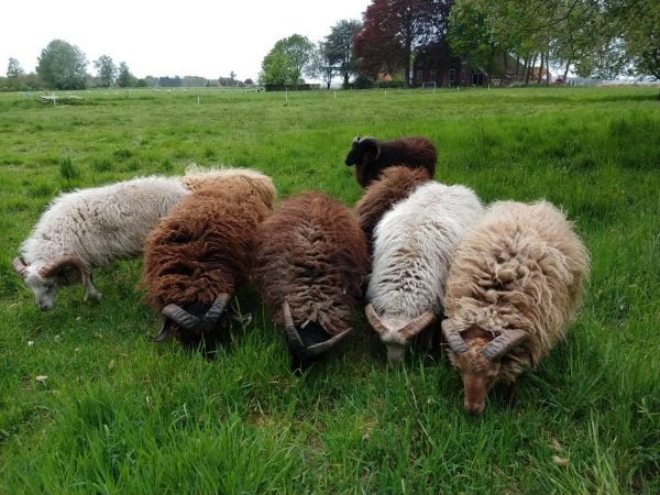 DolleDottie - Diervriendelijk gevilte schapenvachten