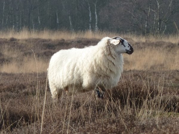 DolleDottie - Diervriendelijk gevilte schapenvachten
