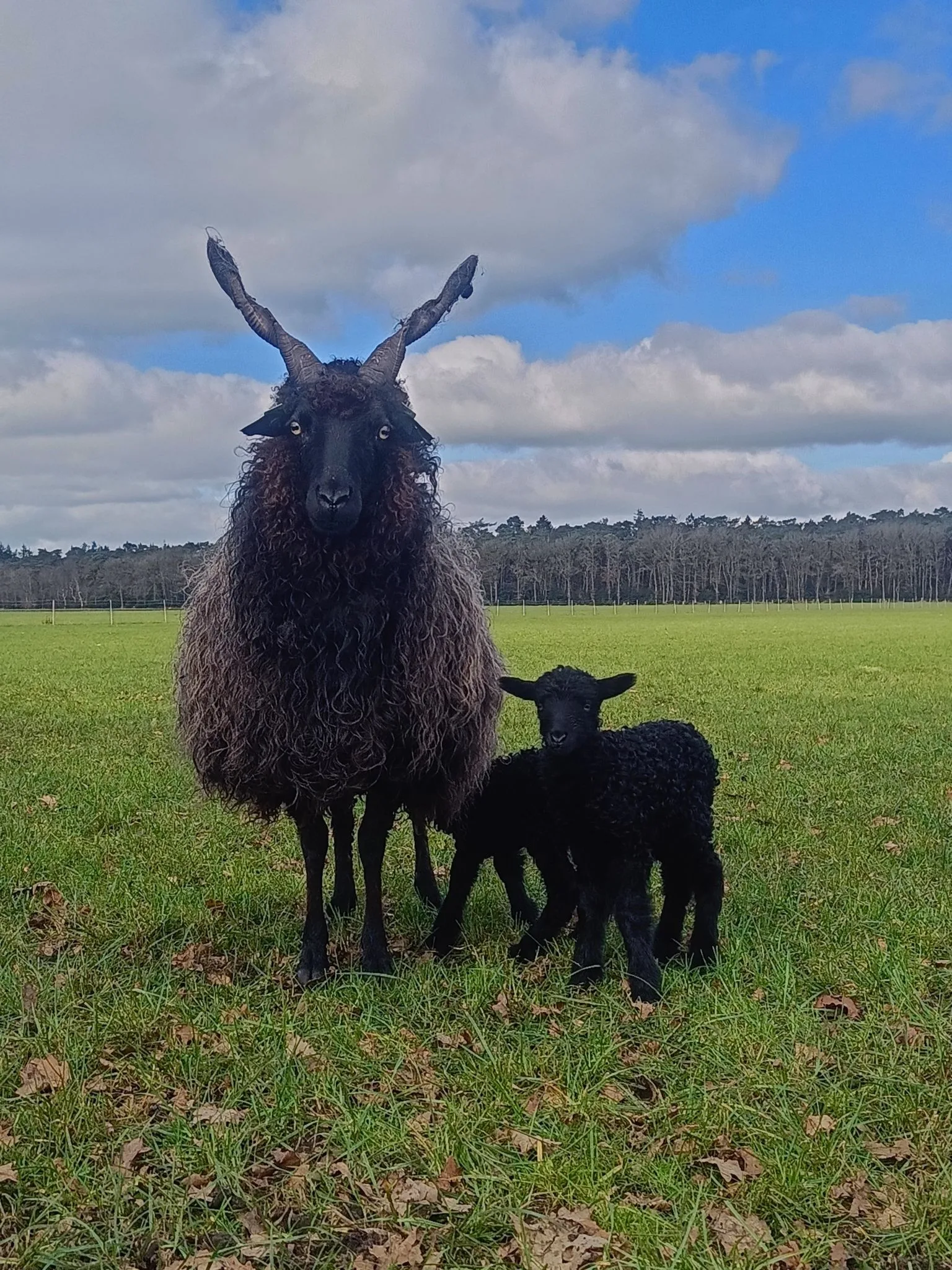viltkraag wandkleed - Afbeelding 8