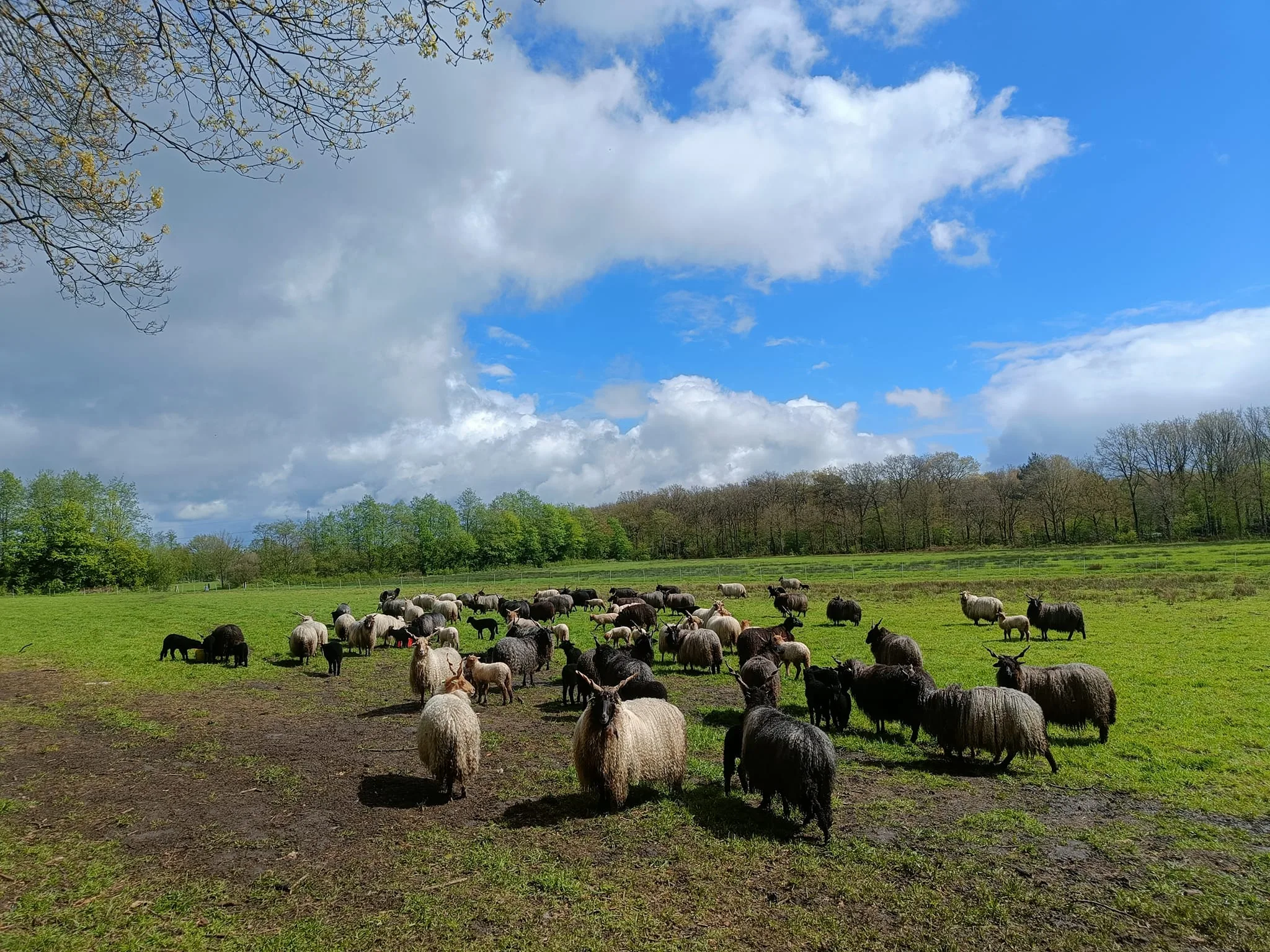 diervriendelijke vilt schapenvacht