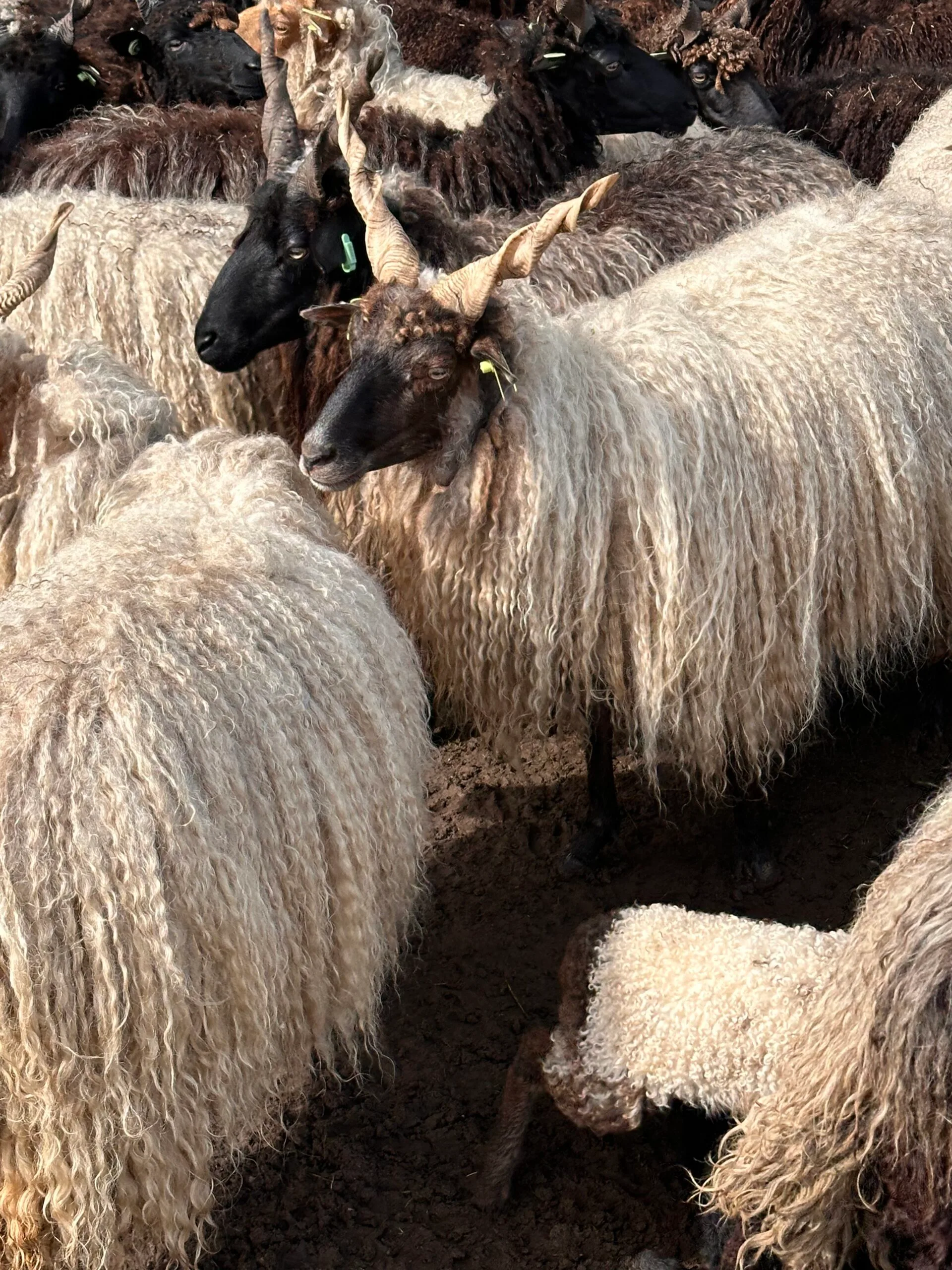 gevilte schapenvacht - Afbeelding 7